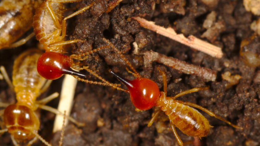 Comment Éviter les Problèmes de Termites dans une Maison